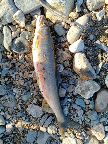 アユの釣果