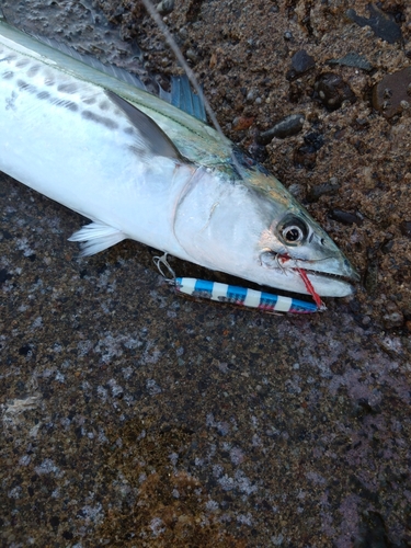 サゴシの釣果