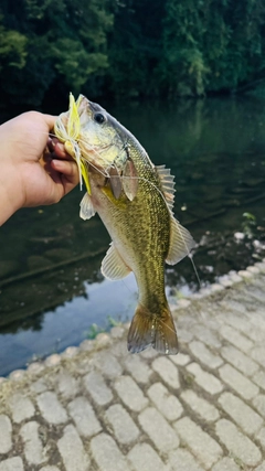 ラージマウスバスの釣果