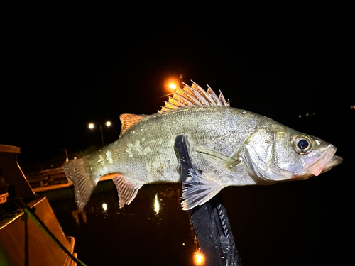 スズキの釣果