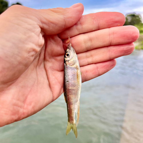 オイカワの釣果