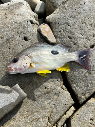 クロホシフエダイの釣果