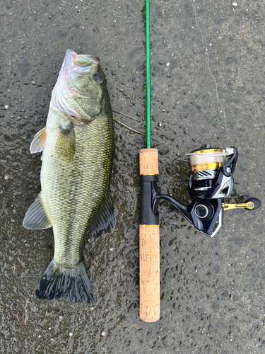 ブラックバスの釣果