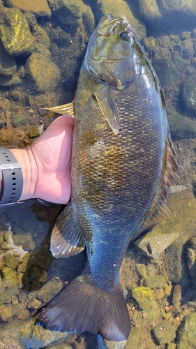 スモールマウスバスの釣果