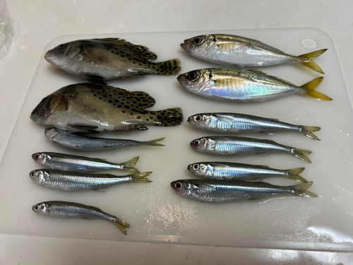 アジの釣果