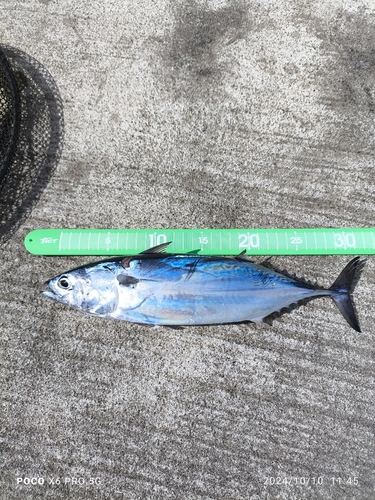 カツオの釣果