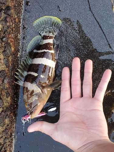 アオハタの釣果