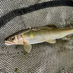 アユの釣果