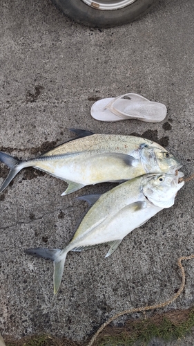 オニヒラアジの釣果