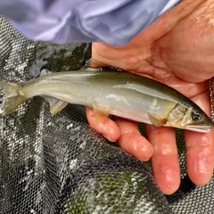 アユの釣果