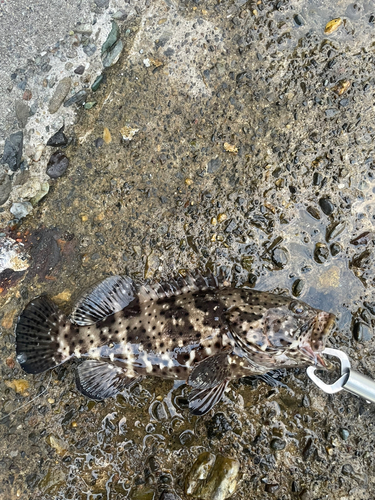 ヤイトハタの釣果