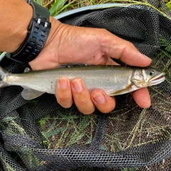 アユの釣果