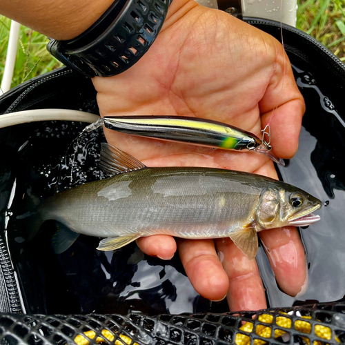 アユの釣果