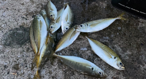 アジの釣果