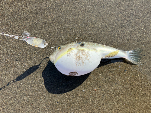 フグの釣果