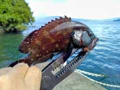 オオモンハタの釣果