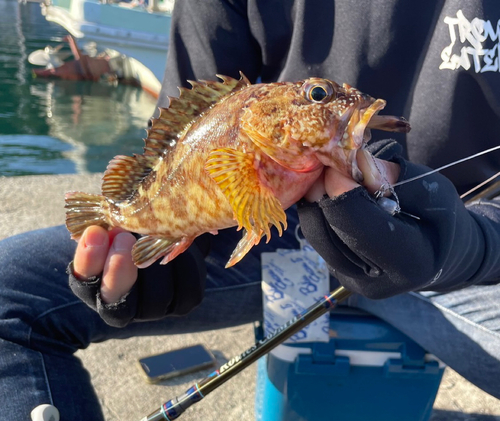 カサゴの釣果