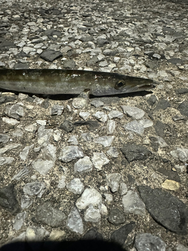 カマスの釣果