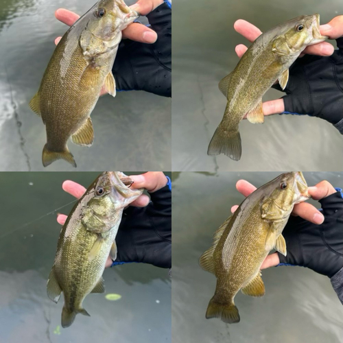 スモールマウスバスの釣果