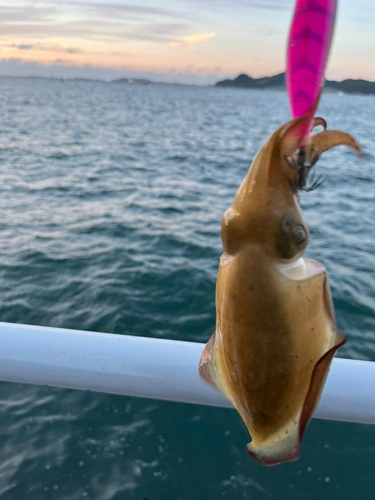 コウイカの釣果