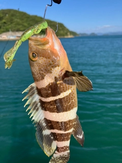 アオハタの釣果