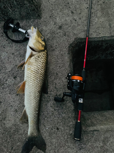 ニゴイの釣果