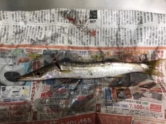 カマスの釣果