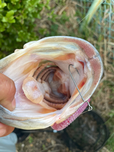 ブラックバスの釣果