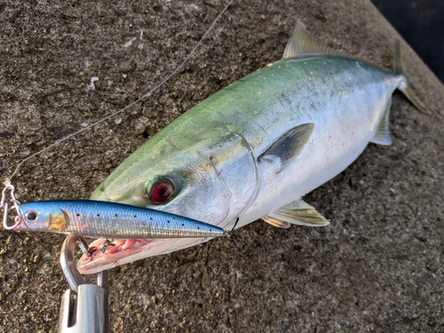 ツバスの釣果