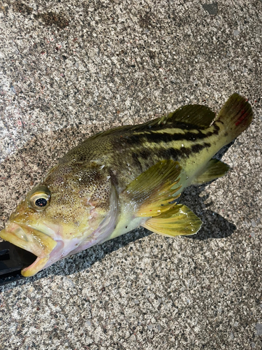 シマゾイの釣果