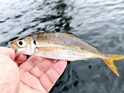 横浜沖堤防 旧赤灯