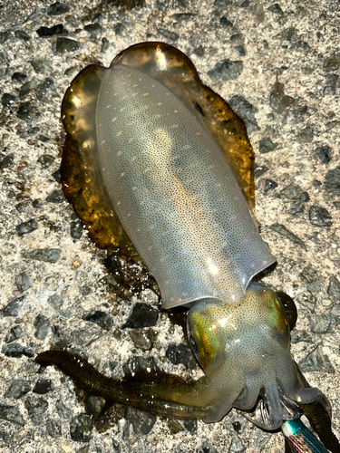 アオリイカの釣果