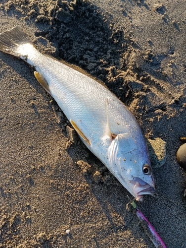 オオニベの釣果