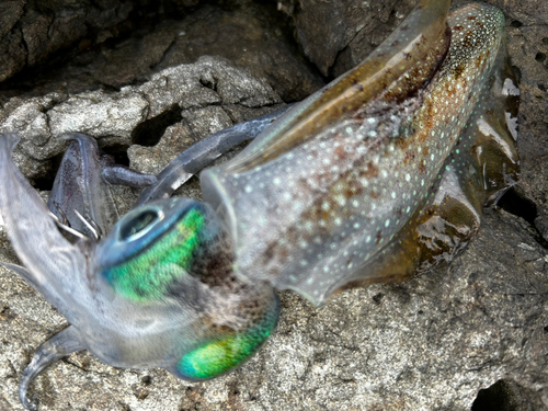 アオリイカの釣果