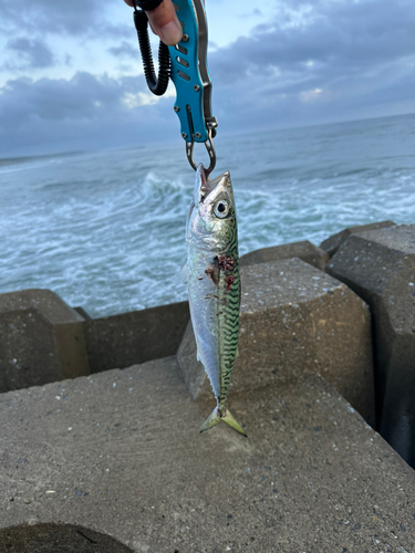 サバの釣果