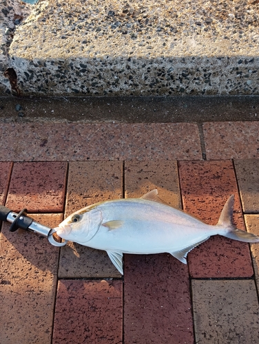 日明海峡釣り公園