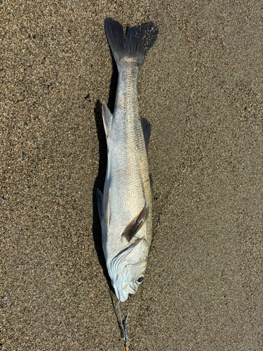 スズキの釣果