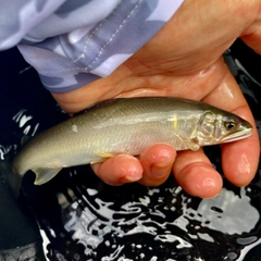 アユの釣果