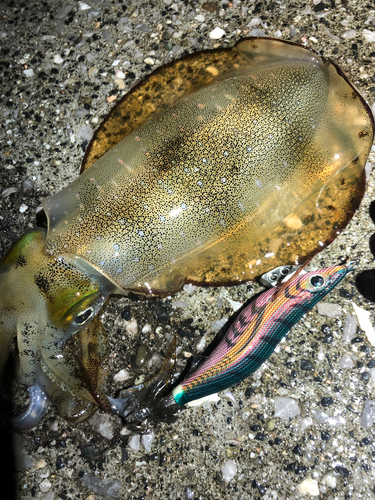 アオリイカの釣果