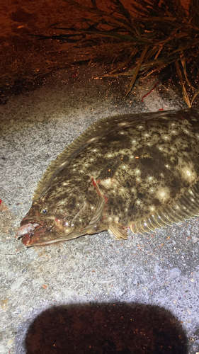 ヒラメの釣果