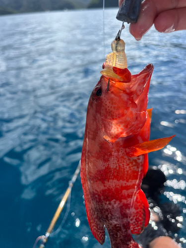 ニジハタの釣果