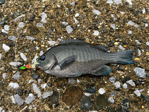 メジナの釣果