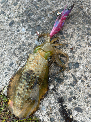 アオリイカの釣果