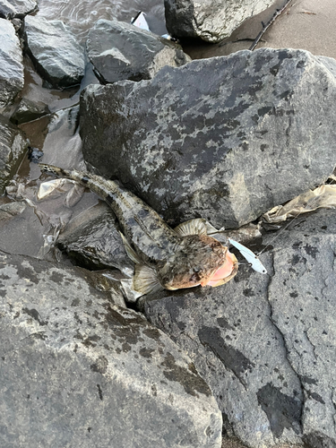 マゴチの釣果