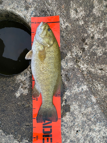 スモールマウスバスの釣果