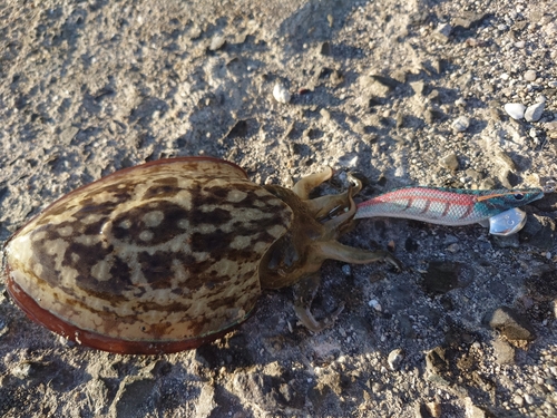 コウイカの釣果