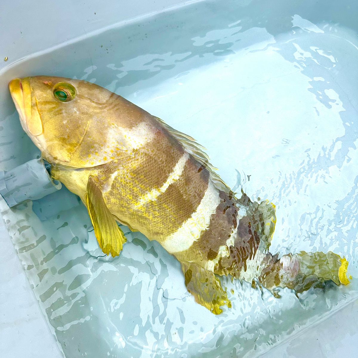 ROGGY(ろぎー)さんの釣果 1枚目の画像