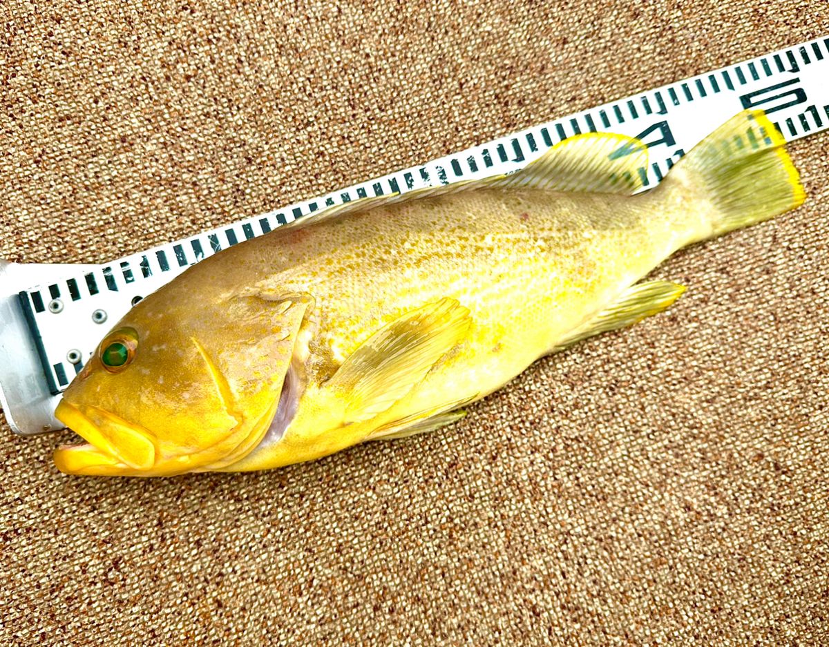 ROGGY(ろぎー)さんの釣果 2枚目の画像