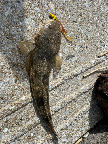 コチの釣果