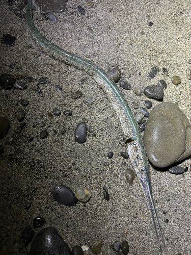 ダツの釣果